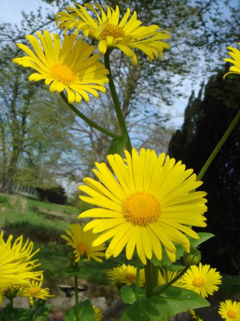 Doronicum orientale fleur